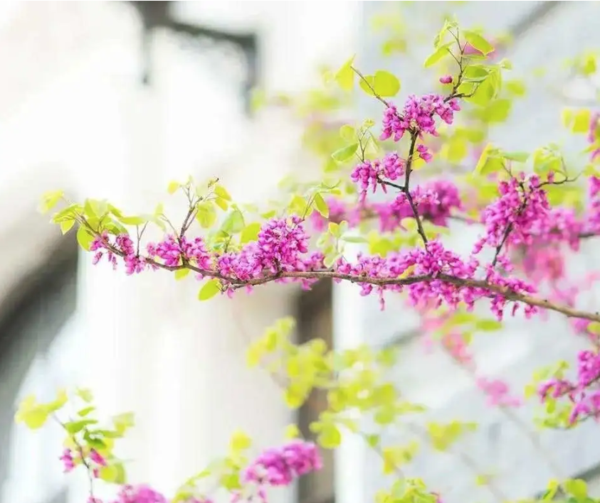 1585640032207058802.png QQ截图20200331152941.png